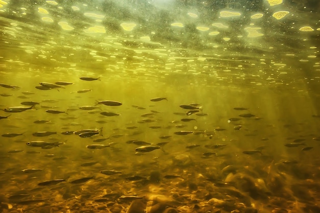 写真 水中の小魚の群れ、淡水荒涼とした魚のカタクチイワシの海景