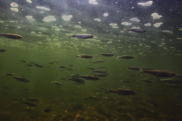 Фото Стая мелких рыбок под водой, пресноводная уклейка, анчоусы, морской пейзаж