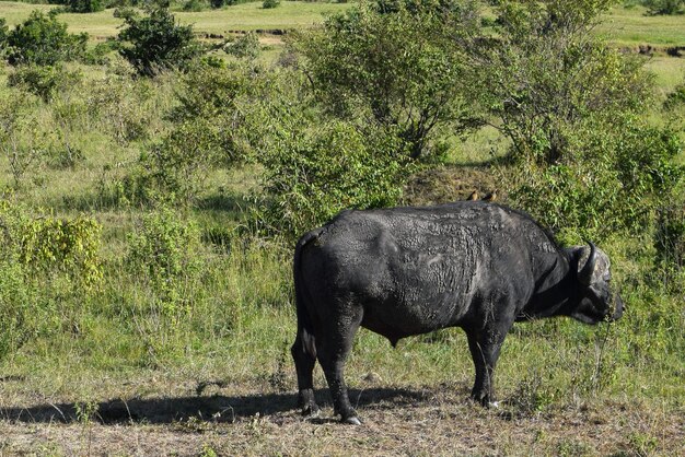 Photo a flock of oxpeckers resting on an african buffalo at masai mara national reserve kenya