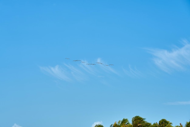 A flock of pelicans flies across the clear blue sky