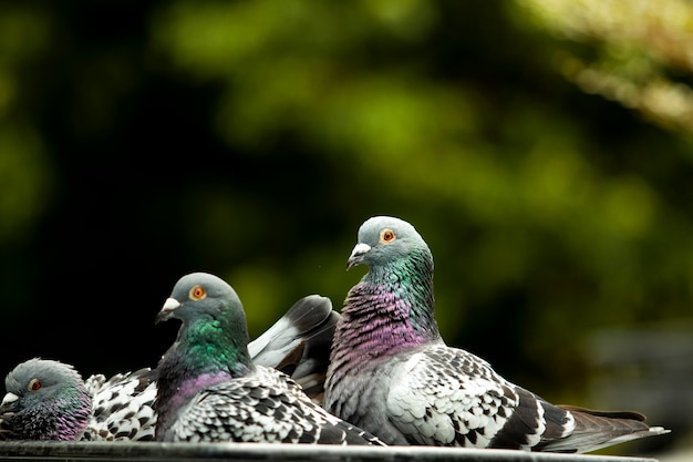 Photo flock of pigeon bathing in green park