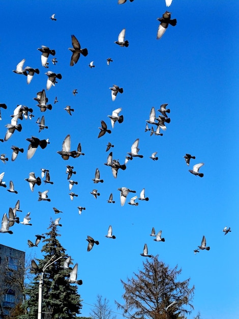 flock of pigeon