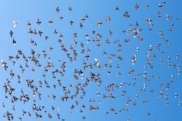 青い空を背景にハトの群れ。