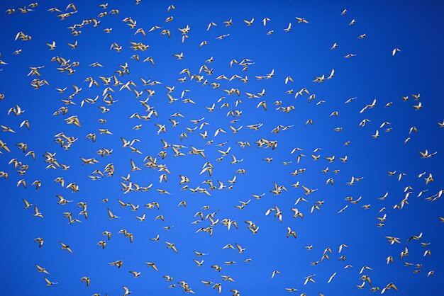 Flock of pigeons against the blue sky