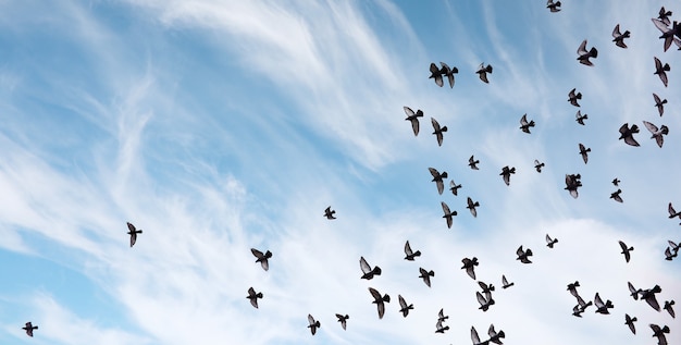 ハトの群れが空を横切って飛んでいます。鳥は空に向かって飛ぶ。鳩の鳥の大規模なグループは、白い背景の上に空を横切って飛んでいます。