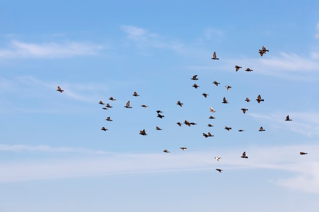 A flock of pigeons flying in the blue sky