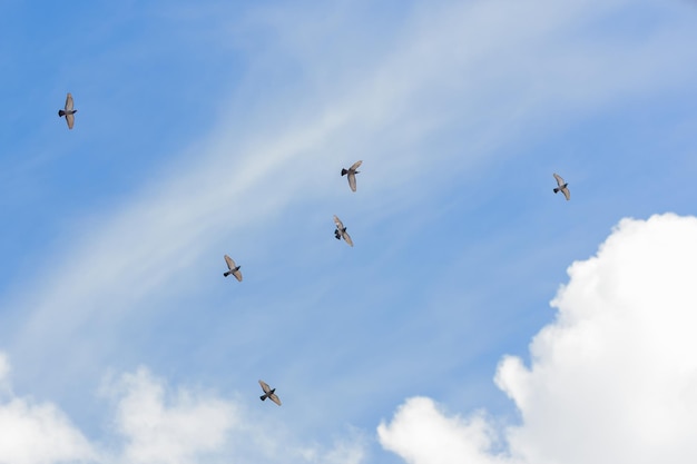 Flock of pigeons flying in a group in a cloudy blue sky