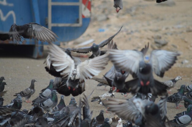 Photo flock of pigeons flying