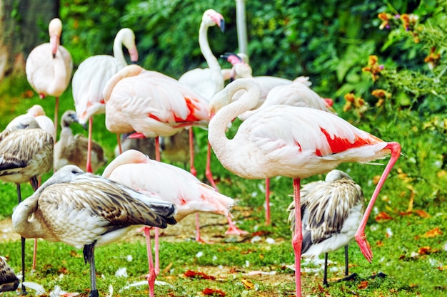 자연에서 핑크 플라밍고의 무리 (Phoenicopterus roseus).