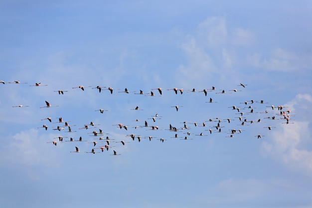 Flock of pink flamingos flying, from "Delta del Po", Italy. Nature panorama