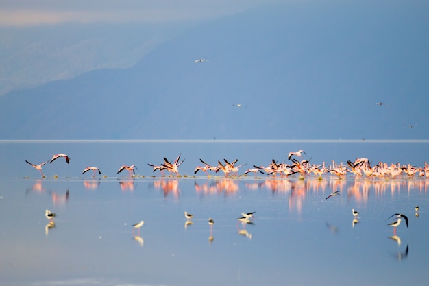 Стая розовых фламинго из озера Маньяра, Танзания