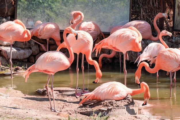 Flock of pink flamingos walking by the river in the zoo