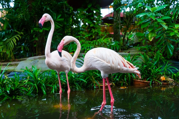 Flock of pink flamingos in the zoo pond.