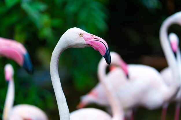 Flock of pink flamingos in the zoo pond.