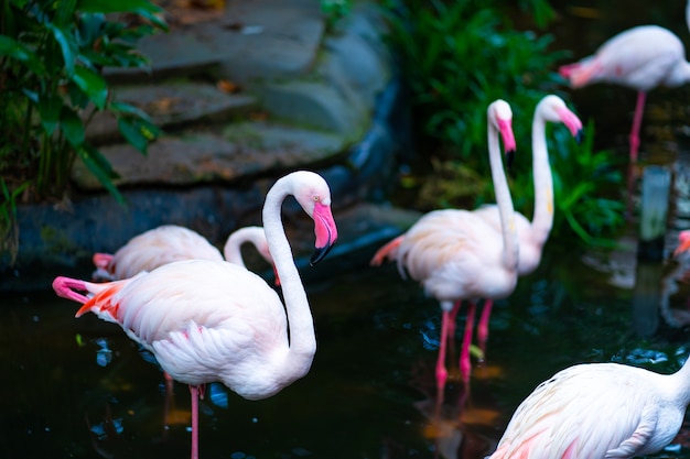 동물원 연못에 핑크 플라밍고의 무리.