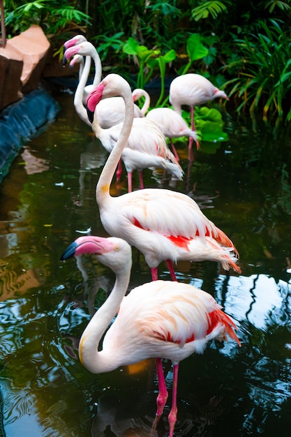 Flock of pink flamingos in the zoo pond.