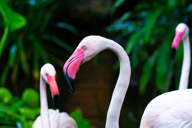Flock of pink flamingos in the zoo pond.