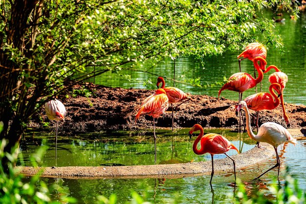 Flock of pink flamingos at the zoo