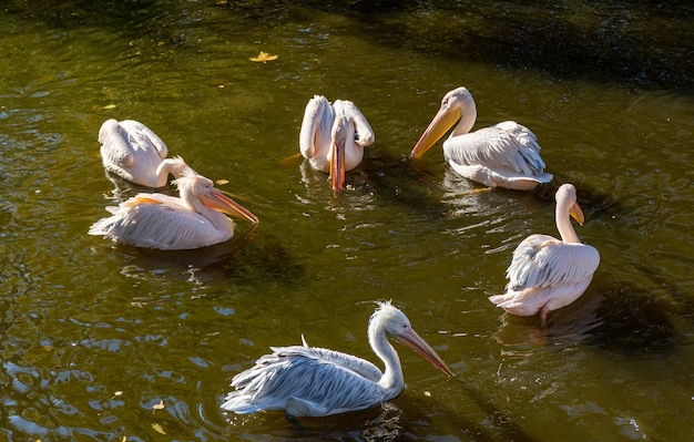 A flock of pink pelicans looking for food on the lake