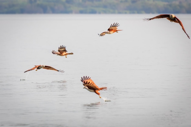 A flock of red hawks is about to grab food at the sea