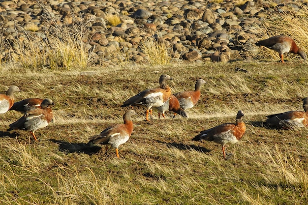 Photo flock of royal cauquenes, is from family of ducks and hey can be seen in the grasslands.