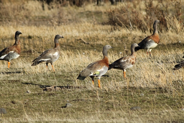 Photo flock of royal cauquenes, is from family of ducks and hey can be seen in the grasslands.