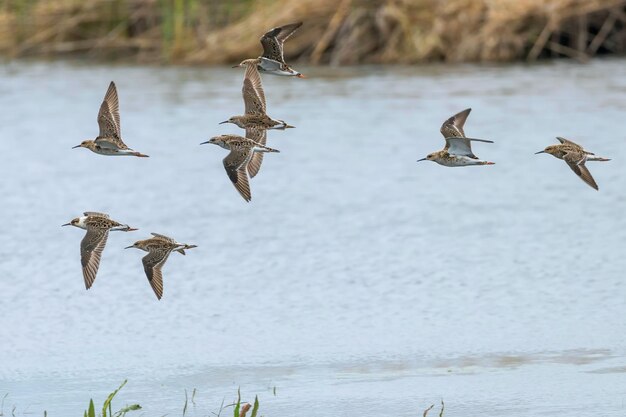 Flock of Ruff in flight