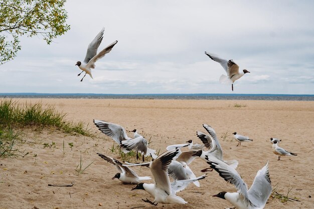 Flock of sea gulls flying fighting for food on beach by the sea