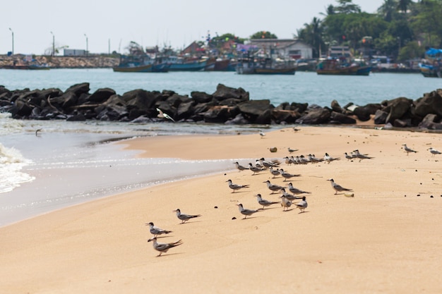 A flock of seagulls are hunting on the sandy shore.