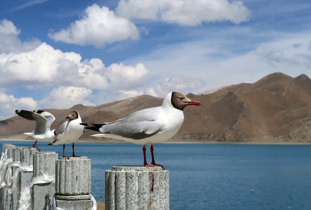 A flock of seagulls are sitting on a post in front of a lake.