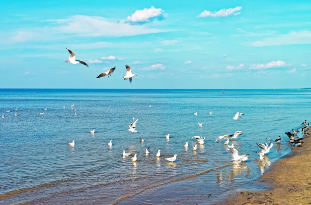 Flock of seagulls at the Baltic sea in Jurmala, Latvia recreational resort, Baltic country