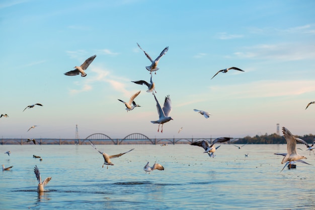 Uno stormo di gabbiani sulle rive del fiume della città.