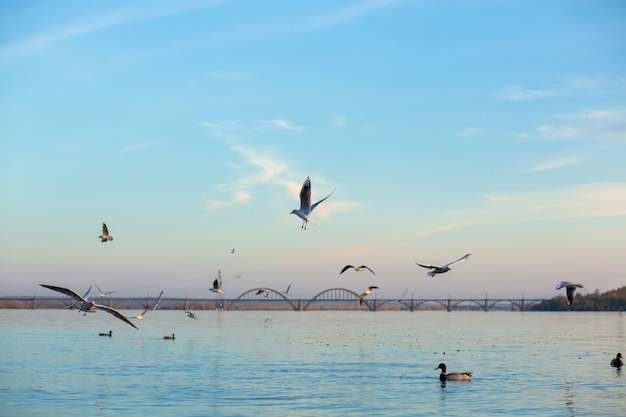 A flock of seagulls on the banks of the city river.