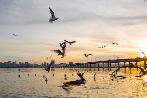 A flock of seagulls on the banks of the city river.