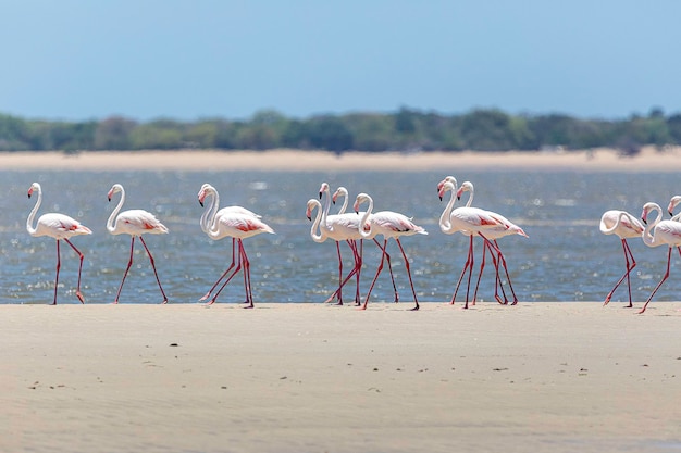 Flock of seagulls on beach