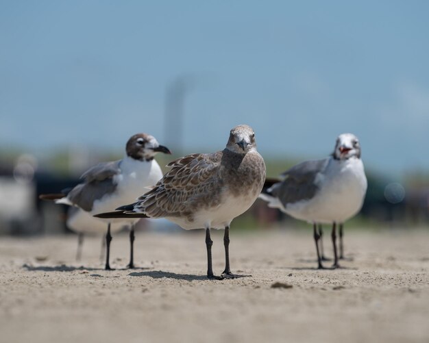 Flock of seagulls on beach