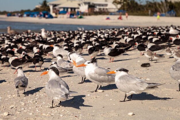 Flock of seagulls on beach