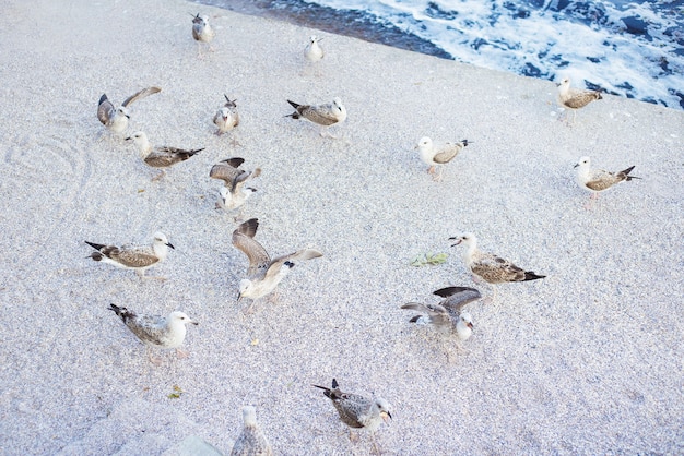 Flock of seagulls at the beach