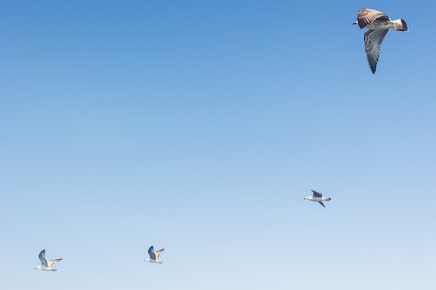 Flock of seagulls in blue sky. Open wings with feathers