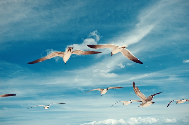 Flock of seagulls flying on the blue sky with clouds background birds