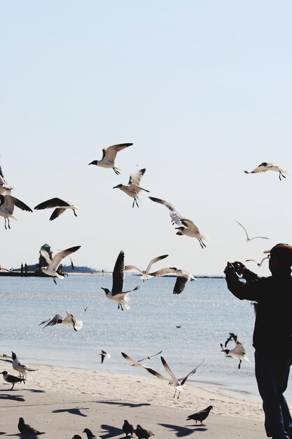 Flock of seagulls flying over sea against clear sky