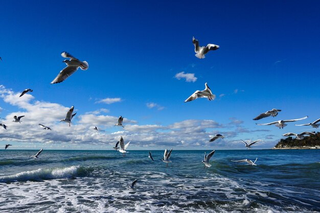 Flock of seagulls flying over sea