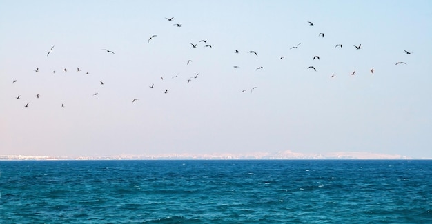 Photo flock of seagulls flying over the sea