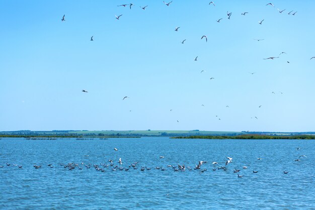 A flock of seagulls hunt fish in the river