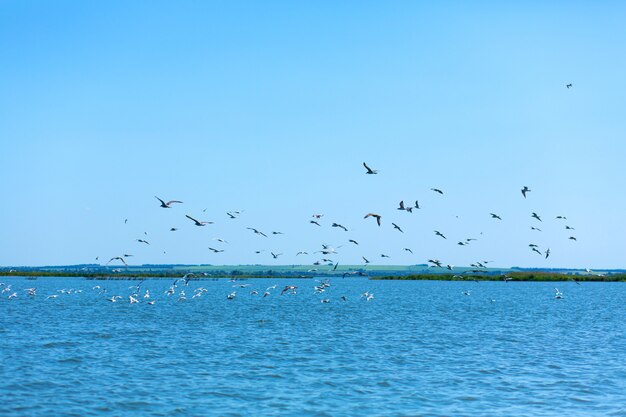 A flock of seagulls hunt fish in the river