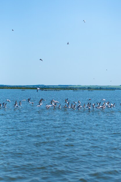 A flock of seagulls hunt fish in the river