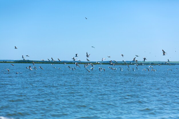 A flock of seagulls hunt fish in the river