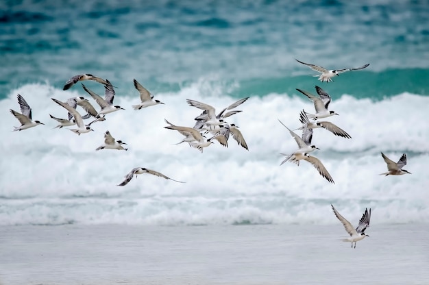 A flock of seagulls in the Indian Ocean with emerald color water and white foam. Diani Beach. Mombasa. Kenya