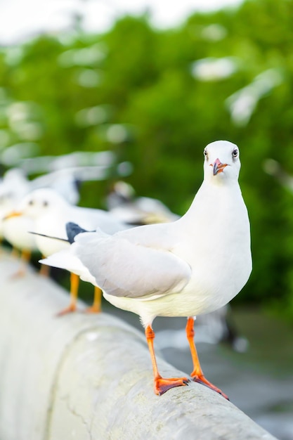 自然界のカモメの群れ