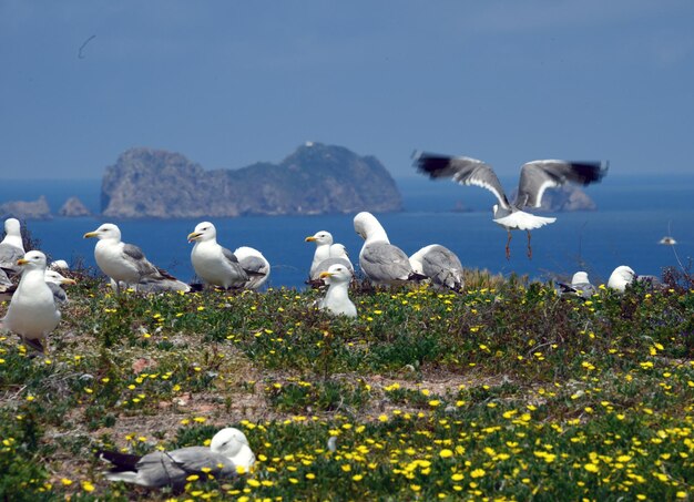 Flock of seagulls on shore